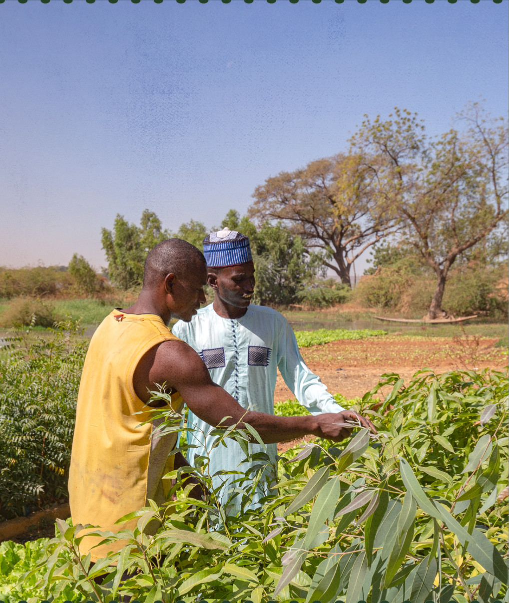 Culture de la mangue en Afrique