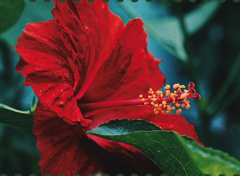 hibiscus